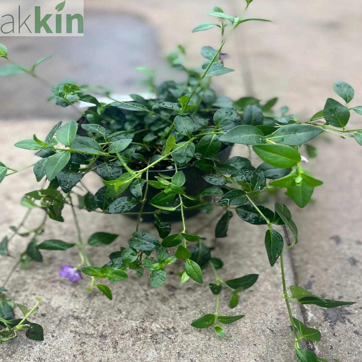 Vinca minor atropurpureum Purple (Periwinkle) 9cm / 2L One Click Plants
