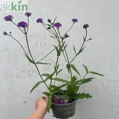 Verbena 'Rigida' 9cm/1.5L/2L One Click Plants