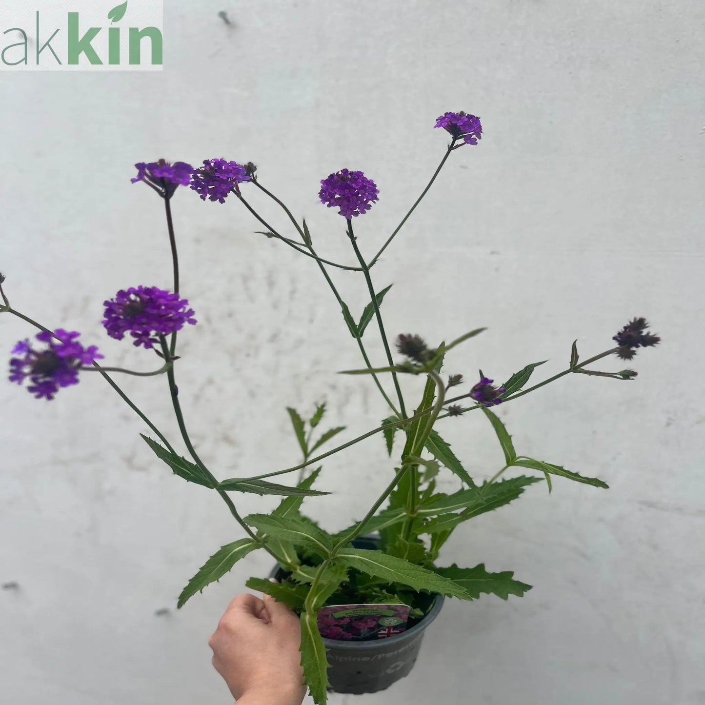 Verbena 'Rigida' 9cm/1.5L/2L One Click Plants