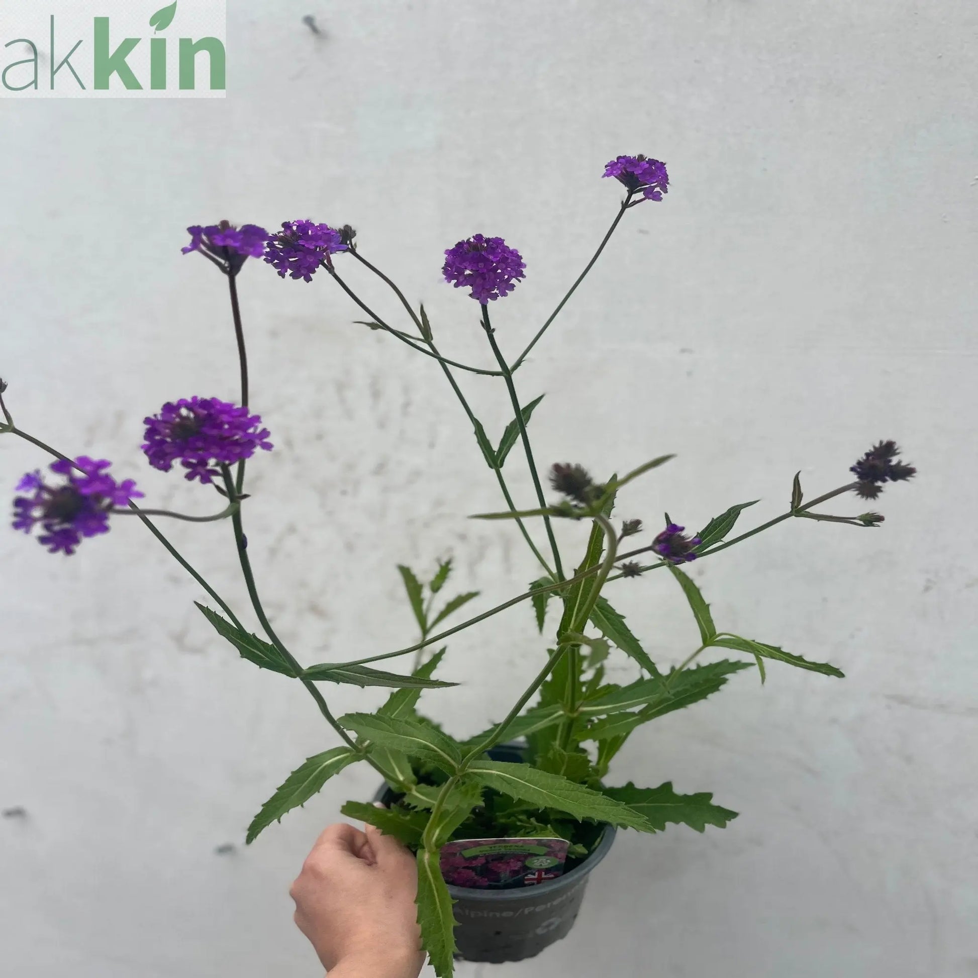 Verbena 'Rigida' 9cm/1.5L/2L One Click Plants