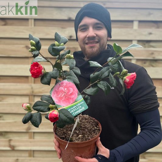 Camellia japonica 'Lady Campbell' 3L One Click Plants