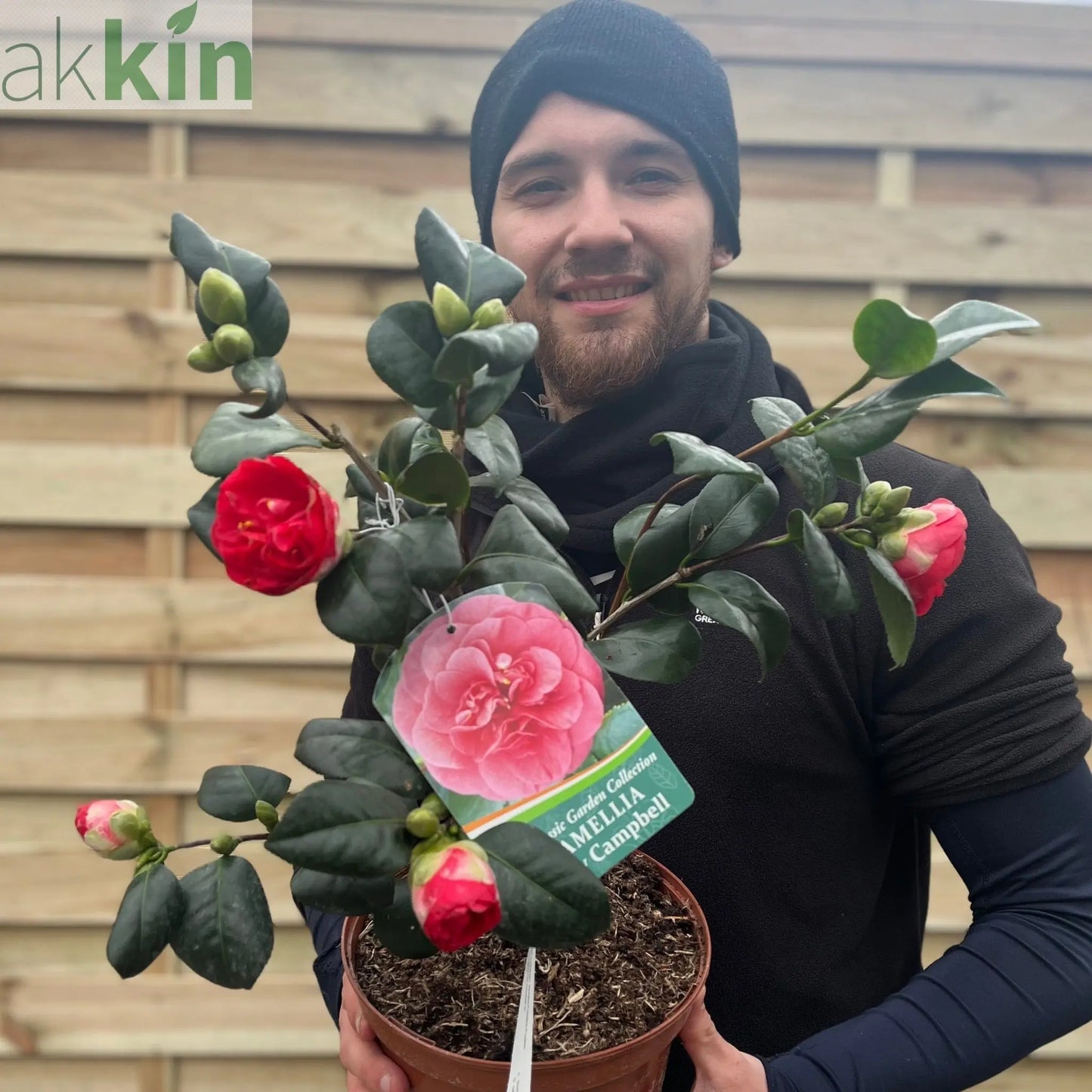 Camellia japonica 'Lady Campbell' 3L One Click Plants