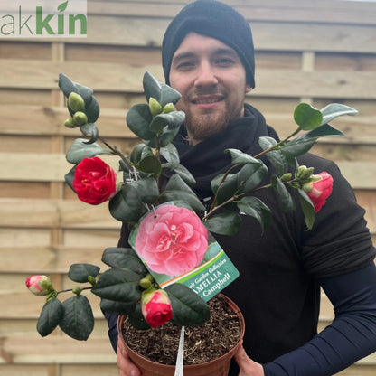 Camellia japonica 'Lady Campbell' 3L One Click Plants