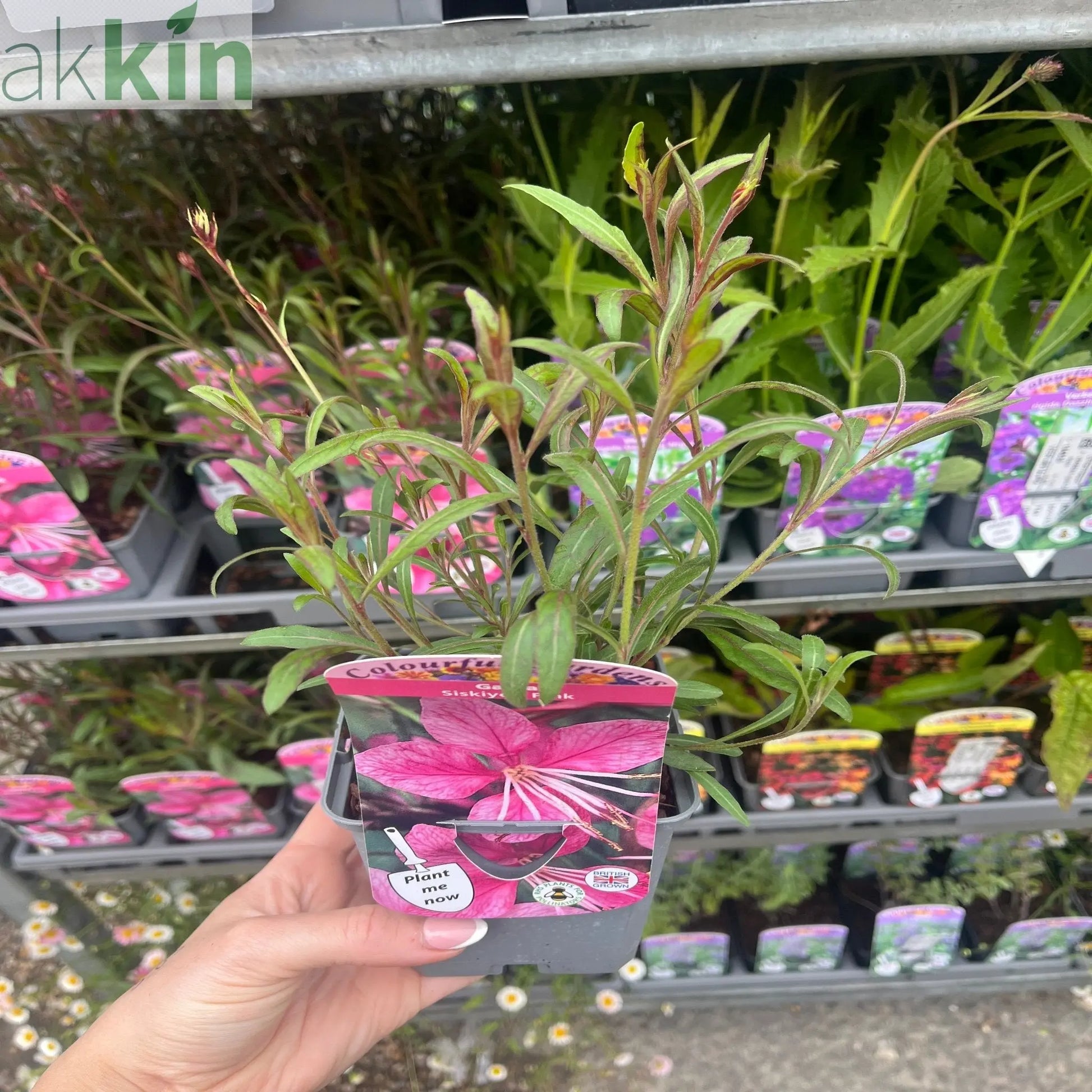 Gaura 'Siskiyou Pink' (9cm) One Click Plants