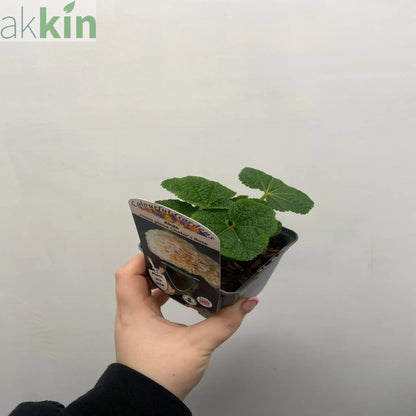 Hollyhock (Alcea) plena 'Chater's Rose' 9cm/1.5L One Click Plants