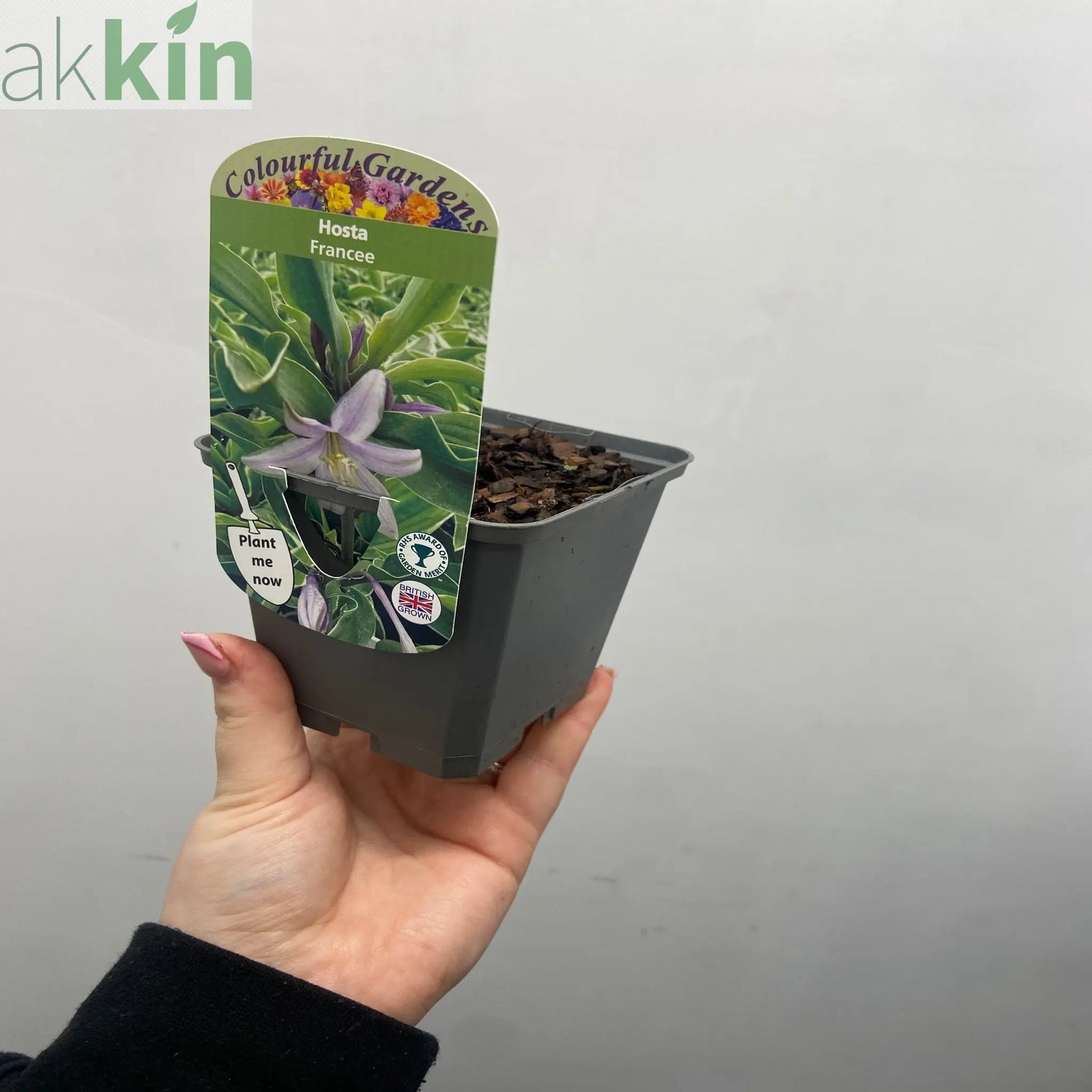 Hosta 'Francee' (fortunei) 9cm/2L One Click Plants