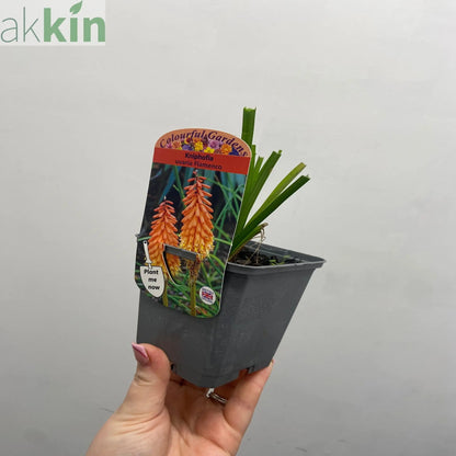 Kniphofia uvaria 'Flamenco' (Red Hot Poker) 9cm/3L One Click Plants