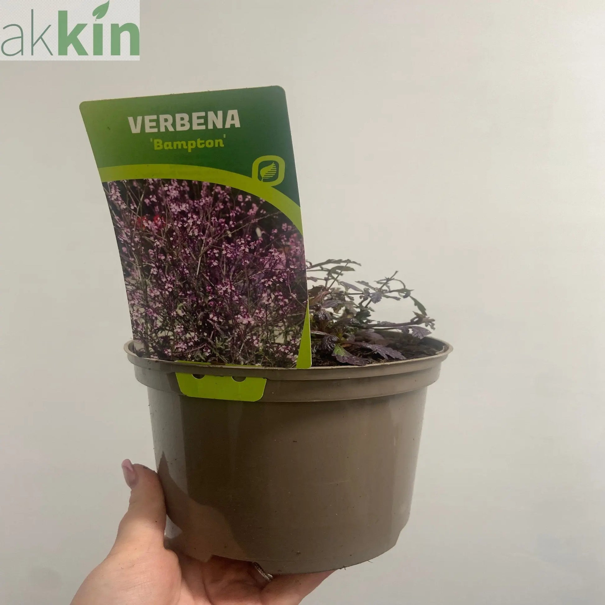 Verbena officinalis var. grandiflora 'Bampton' 9cm/2L One Click Plants