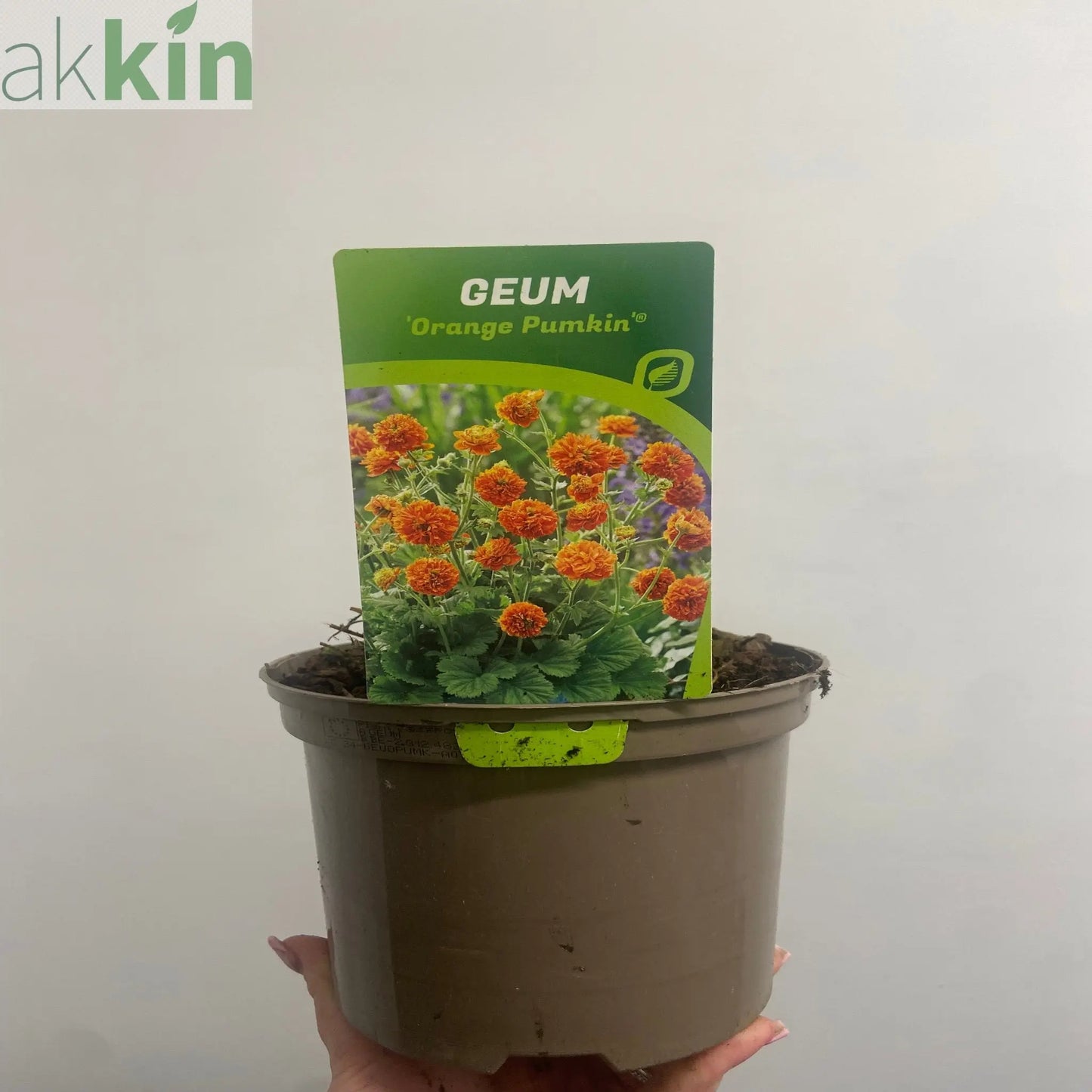 Geum 'Orange Pumpkin' 2L One Click Plants