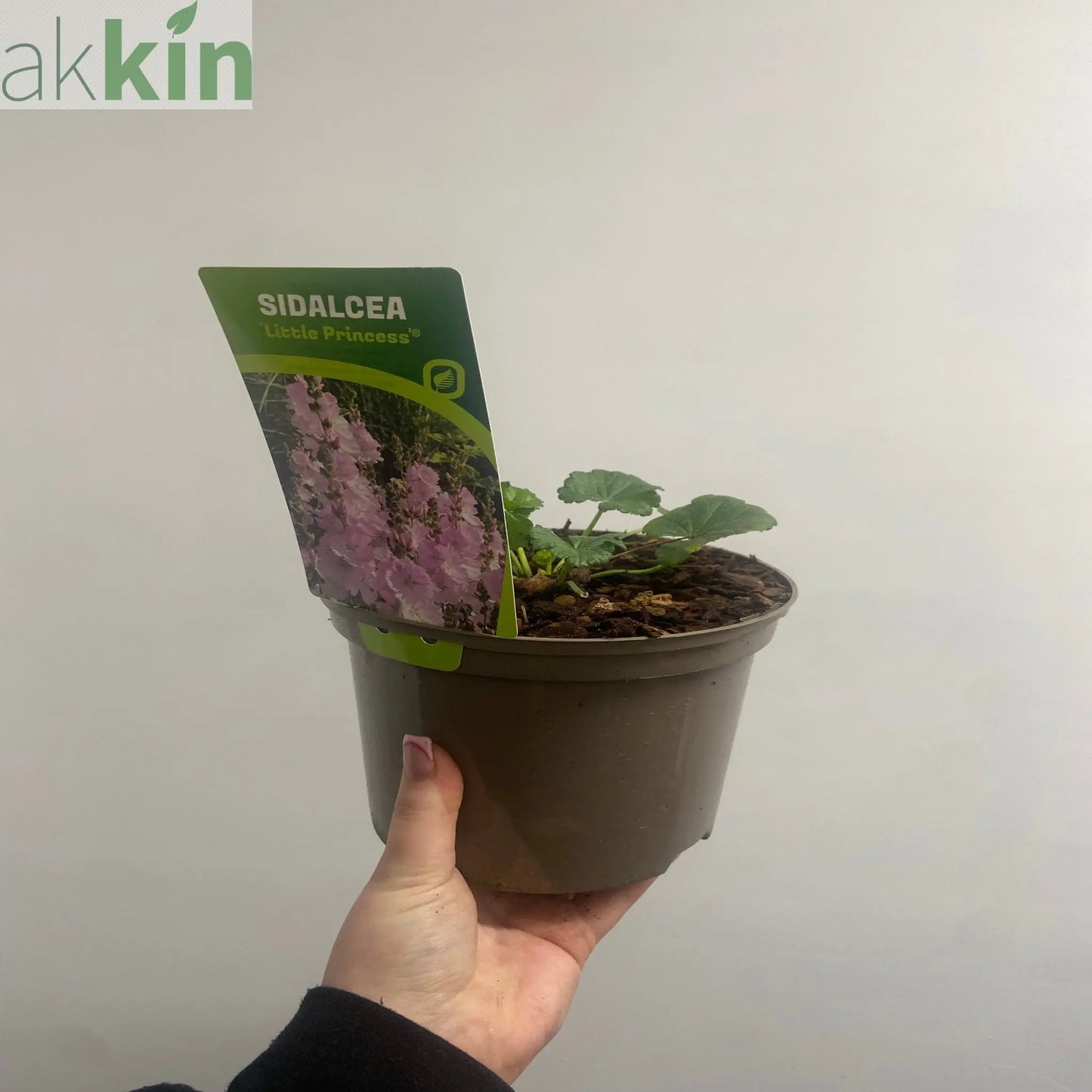 Sidalcea 'Little Princess' 2L One Click Plants