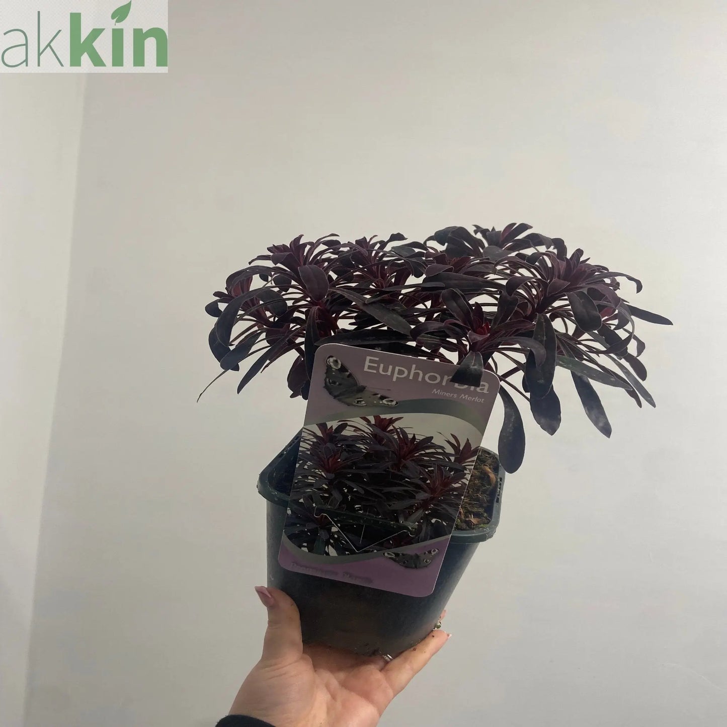 Euphorbia 'Miners Merlot' 9cm/2L One Click Plants