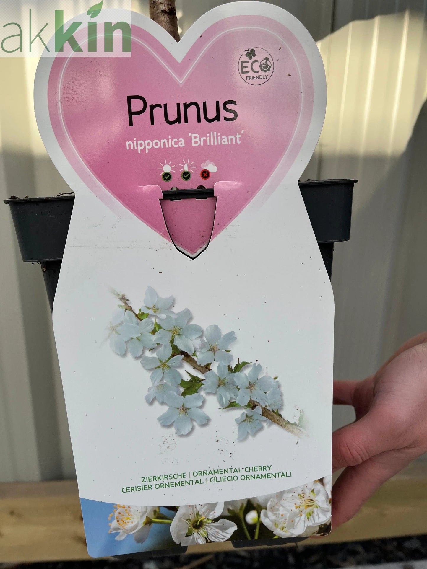 Ornamental Flowering Cherry Blossom Dwarf Tree -  Nipponica ‘Brilliant' (2 Sizes Available) One Click Plants