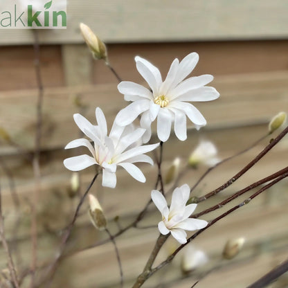 Magnolia stellata Standard Tree | Star Magnolia 90-100cm One Click Plants