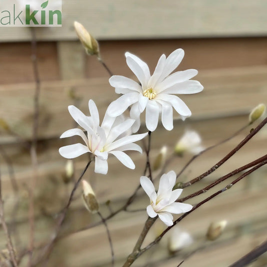 Magnolia stellata Standard Tree | Star Magnolia 90-100cm One Click Plants