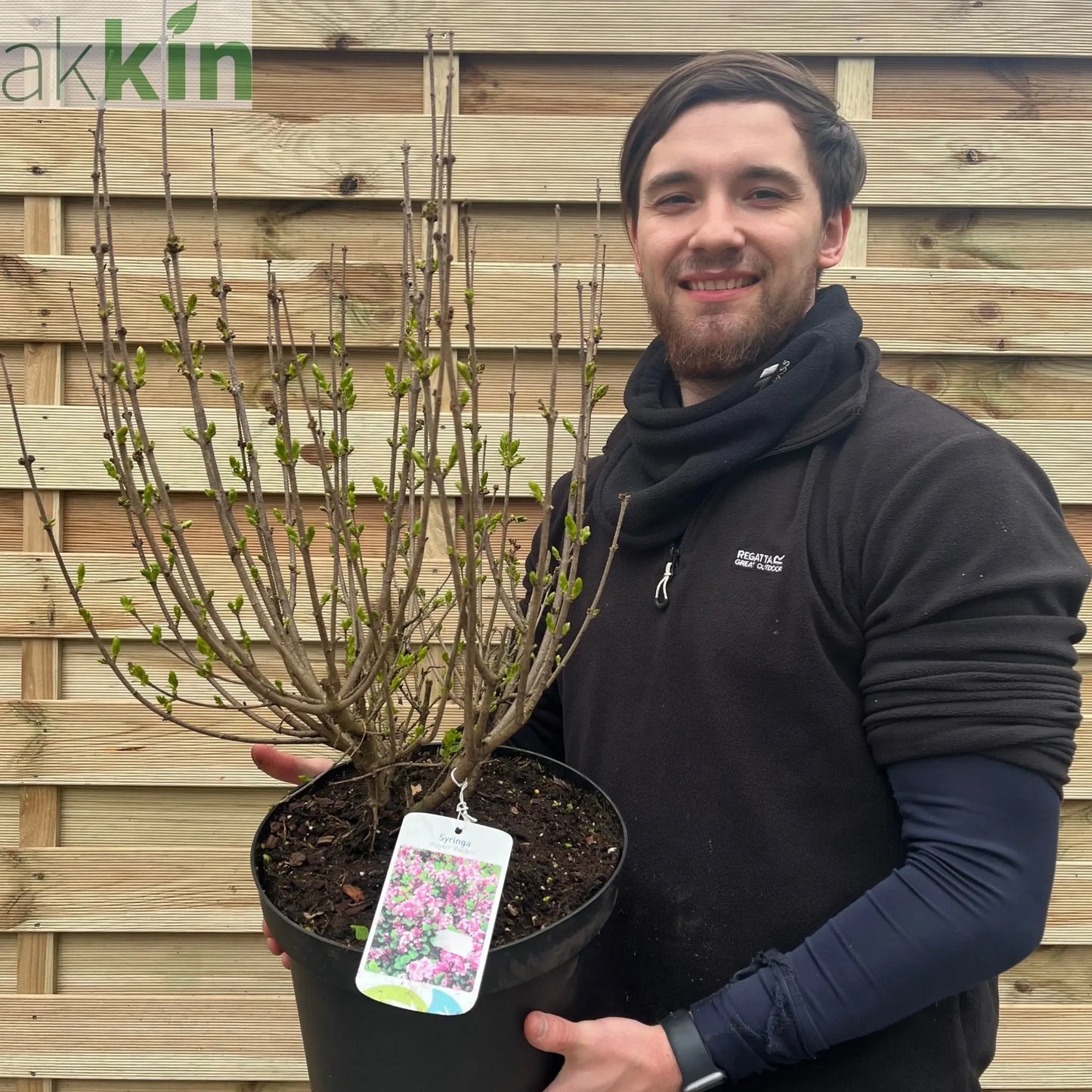 Syringa meyeri 'Palibin' (Lilac) 7.5L One Click Plants