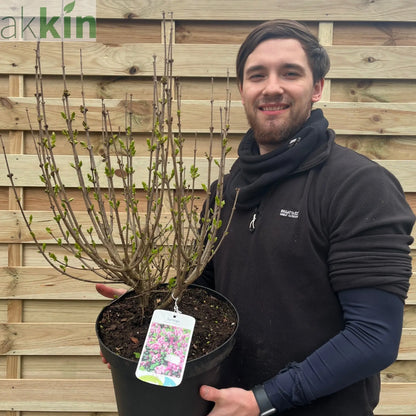 Syringa meyeri 'Palibin' (Lilac) 7.5L One Click Plants