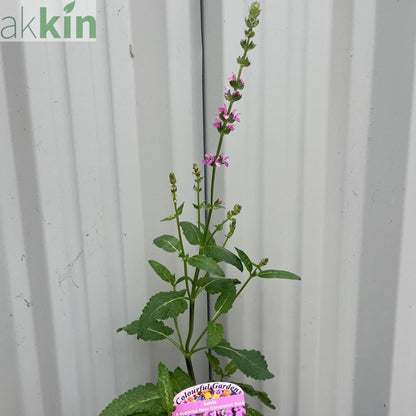 Salvia x superba Merleau Rose  9cm One Click Plants
