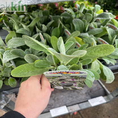 Stachys lanata 9cm / 2L One Click Plants