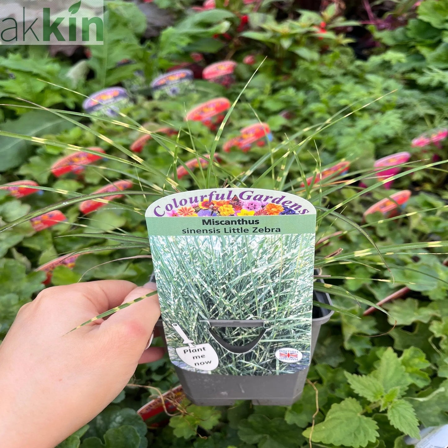 Miscanthus sinensis 'Little Zebra' Grass 9cm/2L One Click Plants