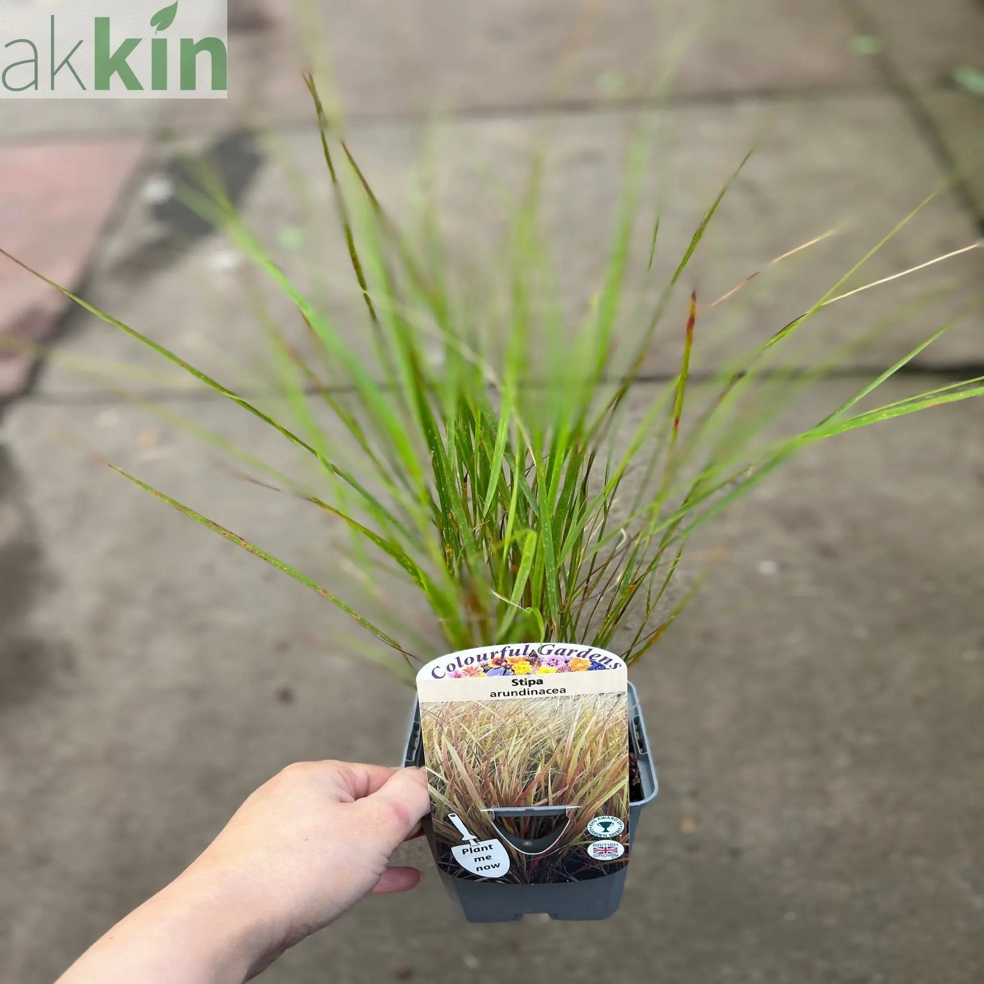 Stipa arundinacea 9cm One Click Plants