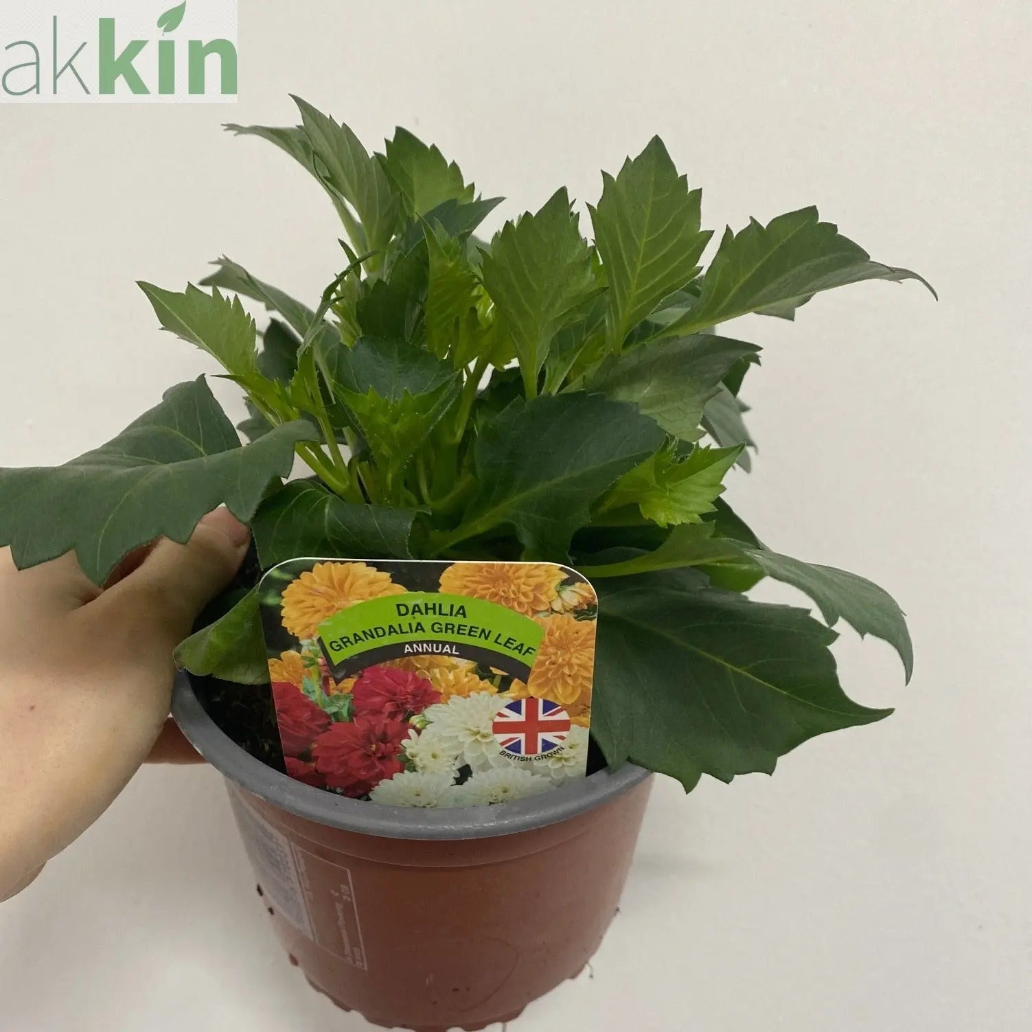 Dahlia 1.5L (Our Choice) One Click Plants