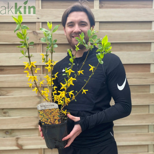 Forsythia x intermedia 'Minigold' 1L/2L One Click Plants