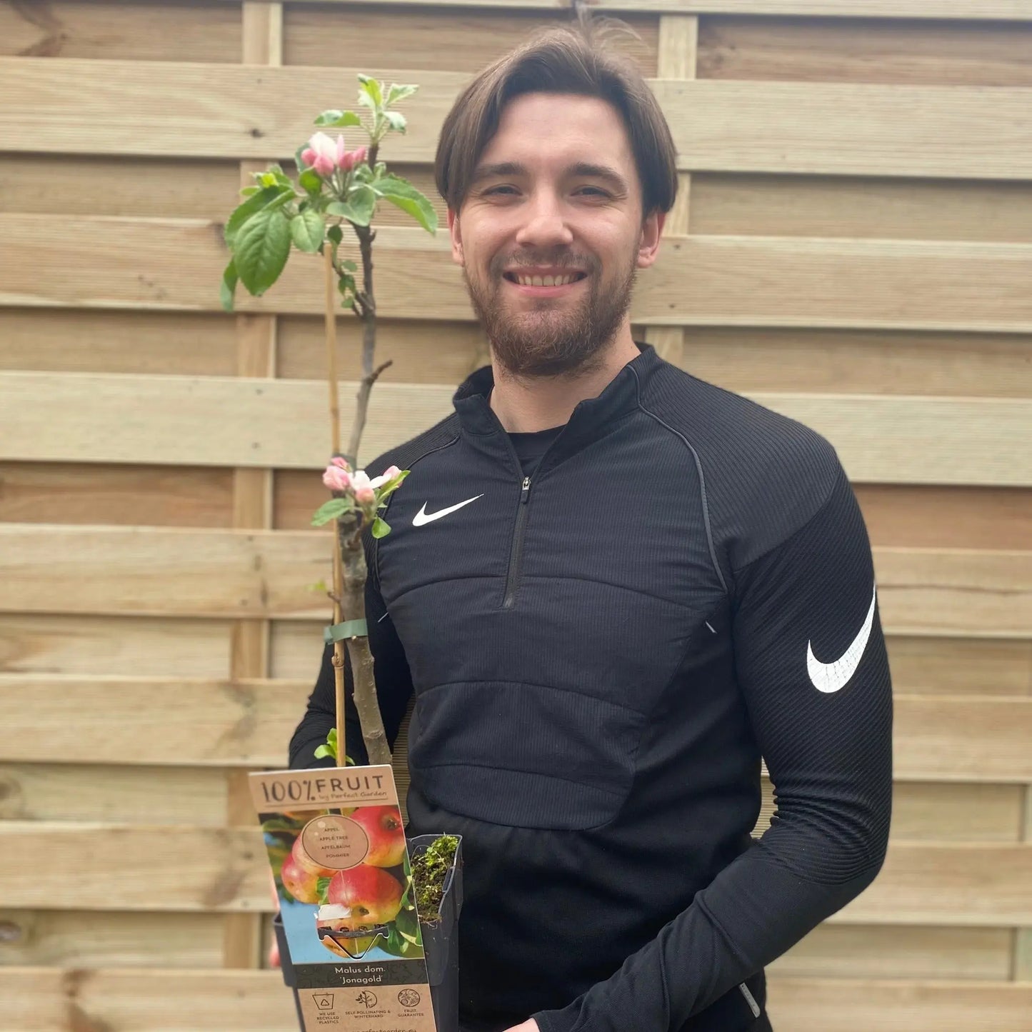 Dwarf/Patio Apple Tree -  Dometica 'Jonagold' (2 Sizes) One Click Plants