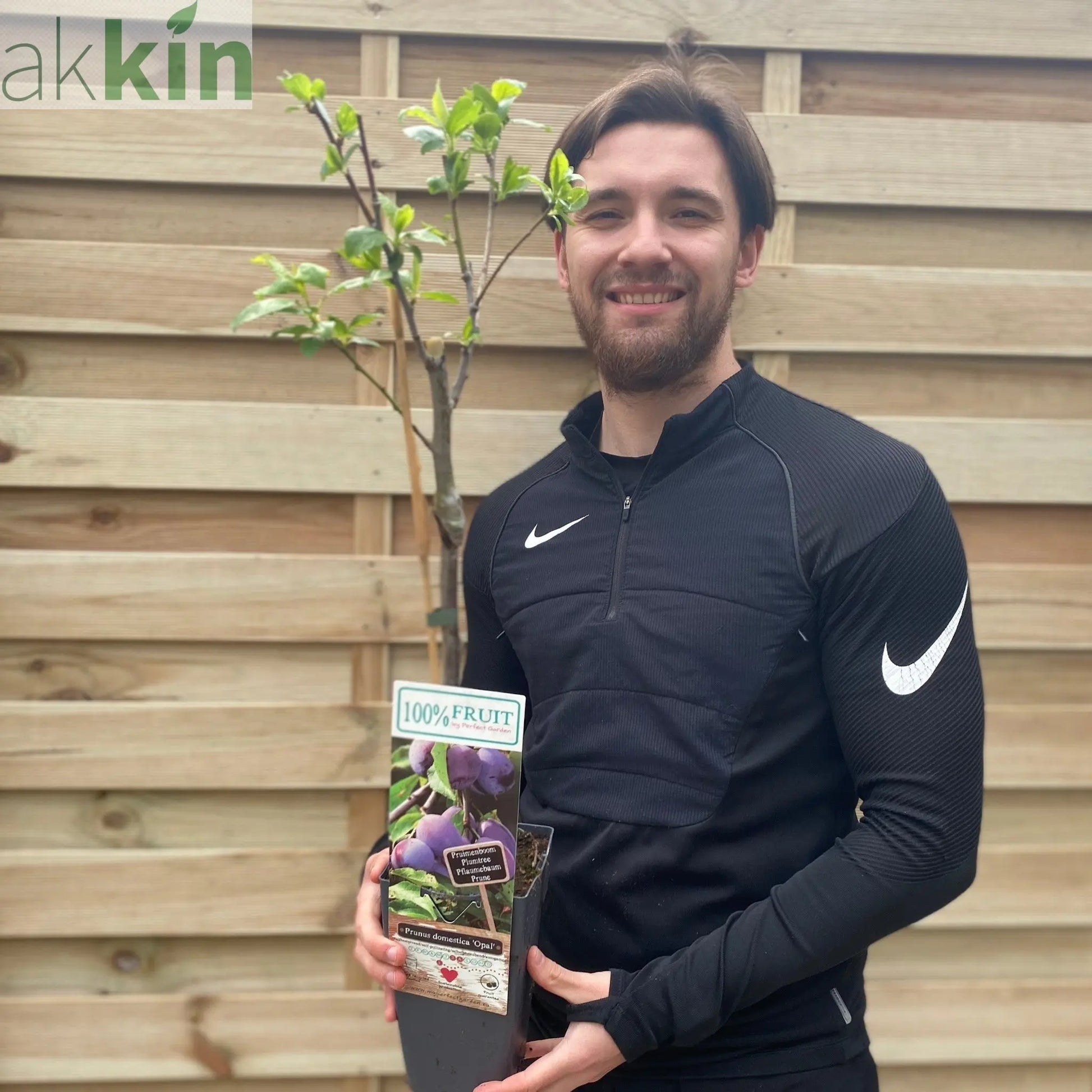 Dwarf Patio Plum Tree 'Opal' (Prunus domestica) 2 Sizes available One Click Plants