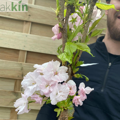 Ornamental Flowering Cherry Blossom Tree Dwarf - Prunus serrulata 'Amanogawa'' 70-80cm One Click Plants