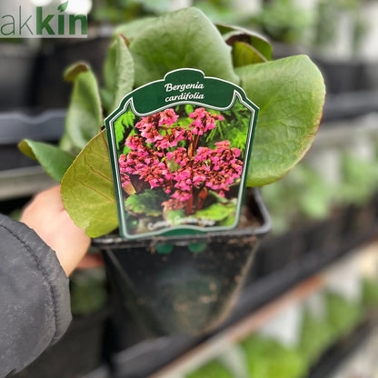 Bergenia cordifolia 'Purpurea' (Elephant's Ears) - Two sizes available One Click Plants