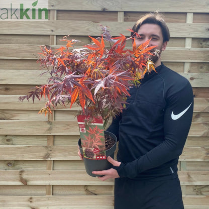 Acer palmatum Atropurpureum 2L One Click Plants