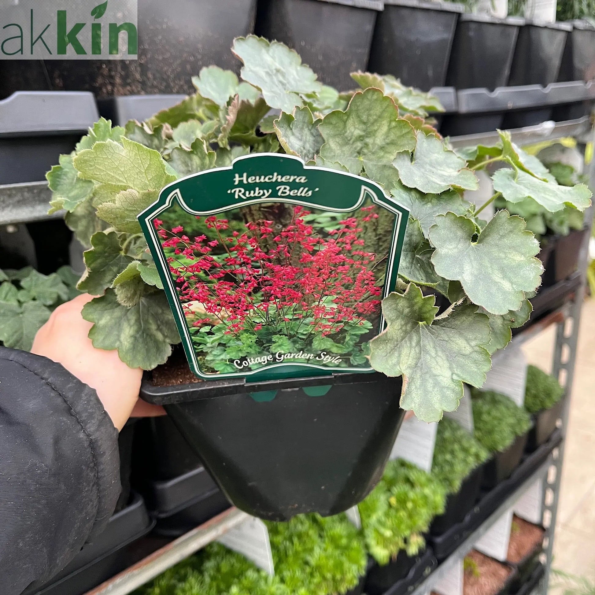 Heuchera 'Ruby Bells' 9cm/2L Growers Pot One Click Plants