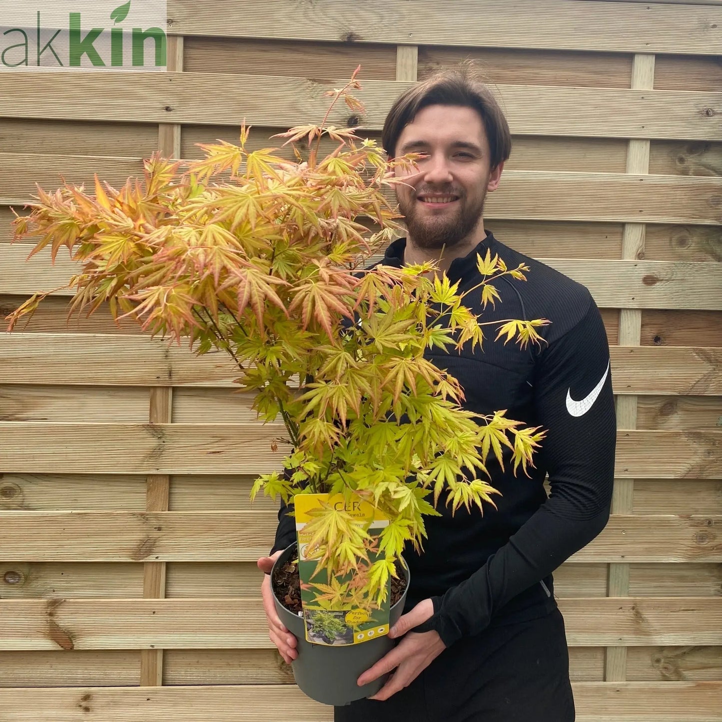 Acer palmatum 'Orange Dream' 10.5cm / 2L / 3L / 10L One Click Plants