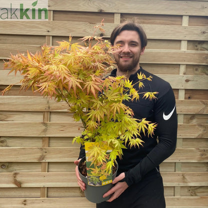 Acer palmatum 'Orange Dream' 10.5cm / 2L / 3L / 10L One Click Plants