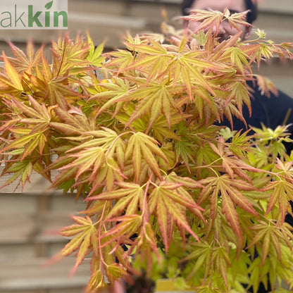 Acer palmatum 'Orange Dream' 10.5cm / 2L / 3L / 10L One Click Plants