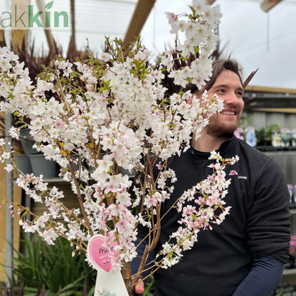 Ornamental Flowering Cherry Blossom Tree -  Nipponica ‘Brilliant' 7.5L 1m One Click Plants