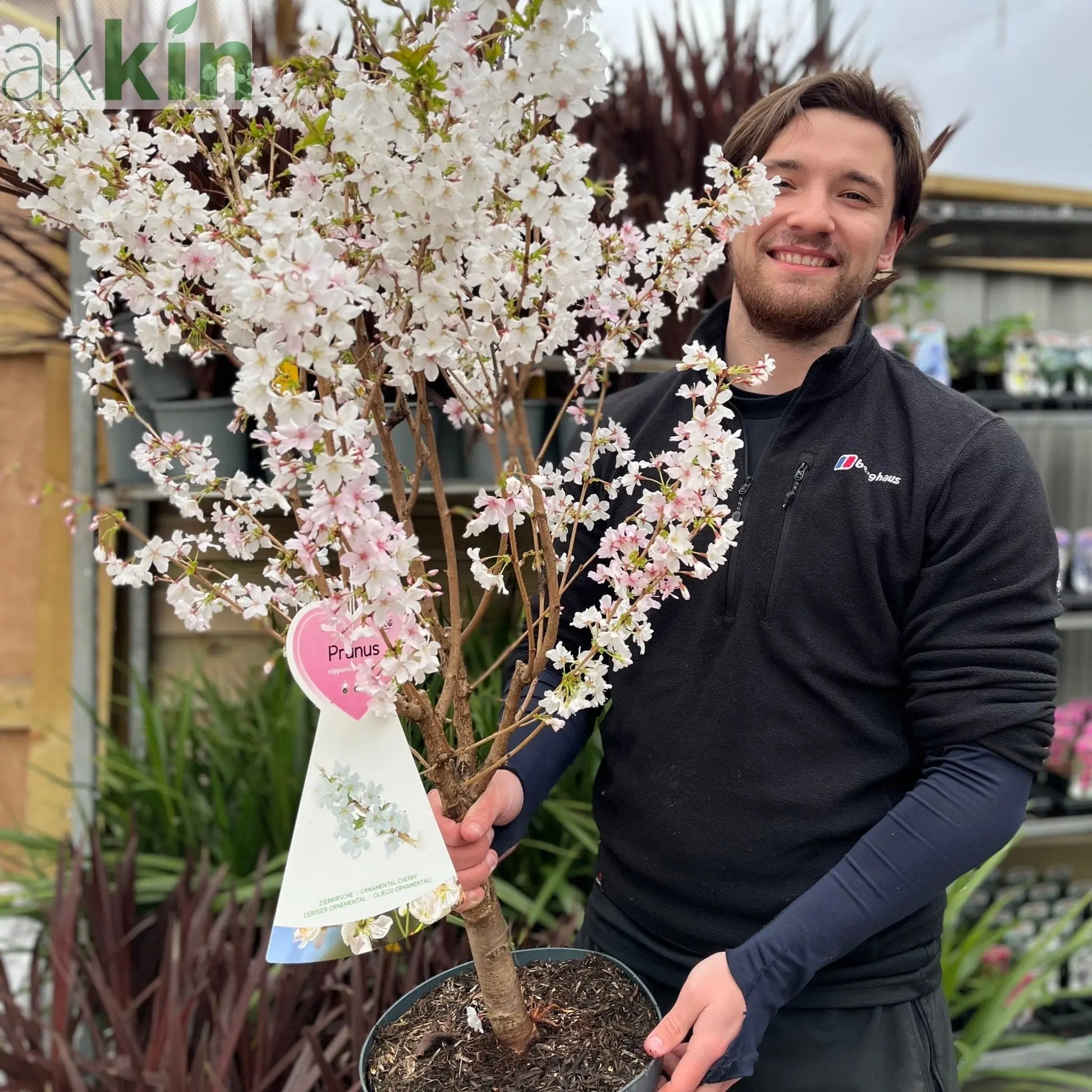 Ornamental Flowering Cherry Blossom Tree -  Nipponica ‘Brilliant' 7.5L 1m One Click Plants