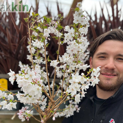 Ornamental Flowering Cherry Blossom Dwarf Tree -  Nipponica ‘Brilliant' (2 Sizes Available) One Click Plants
