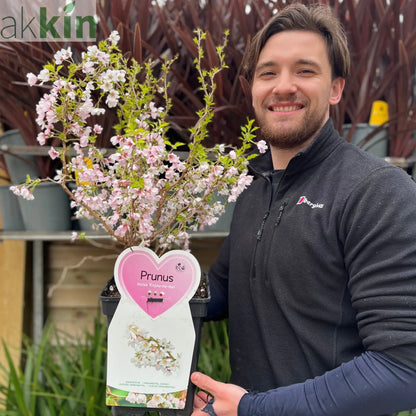 Prunus Ornamental Flowering Cherry Blossom Shrub - Incisa 'KOJOU-NO-MAI' 9cm / 2L / 4L One Click Plants