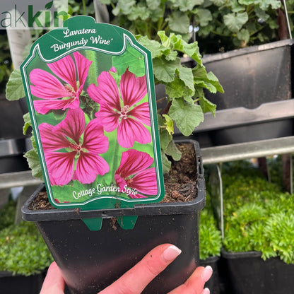 Lavatera 'Burgundy Wine' 9cm / 2L / 3L One Click Plants