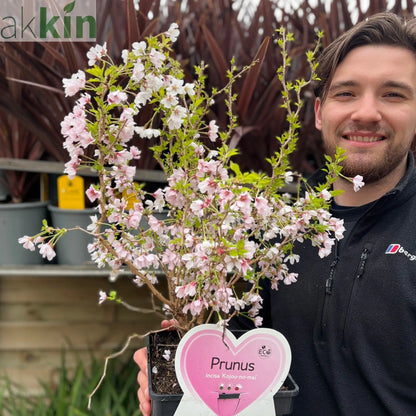 Prunus Ornamental Flowering Cherry Blossom Shrub - Incisa 'KOJOU-NO-MAI' 9cm / 2L / 4L One Click Plants
