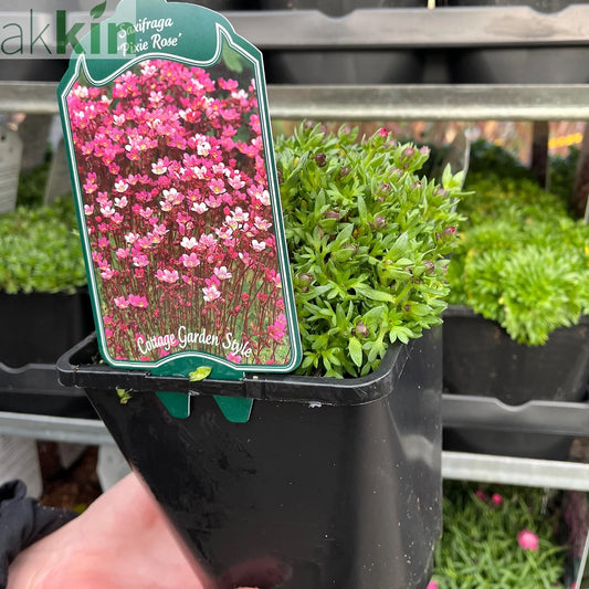 Saxifraga 'Pixie Rose' 2L One Click Plants