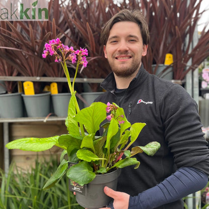 Bergenia cordifolia 'Purpurea' (Elephant's Ears) - Two sizes available One Click Plants