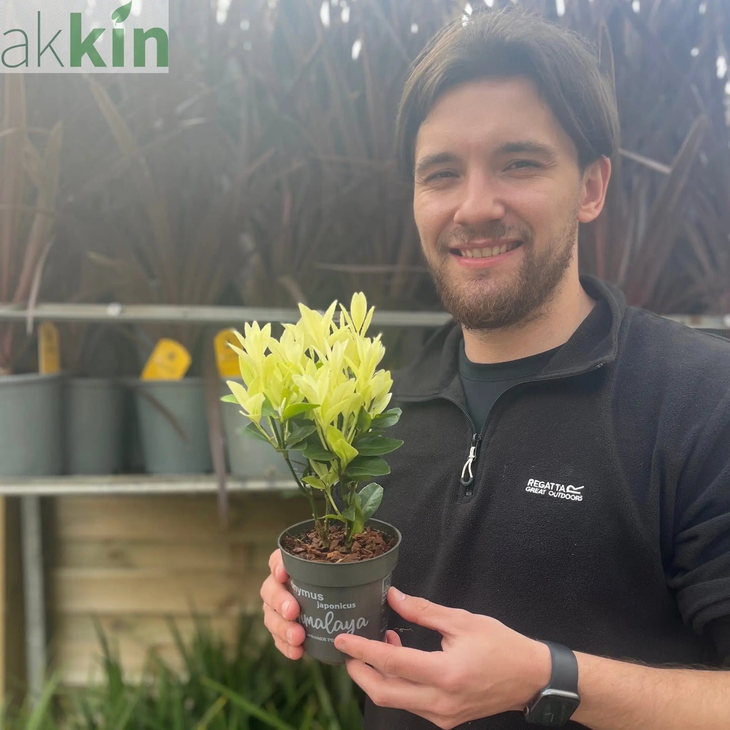 Euonymus japonica 'Himalaya' 9cm/2L/5L One Click Plants