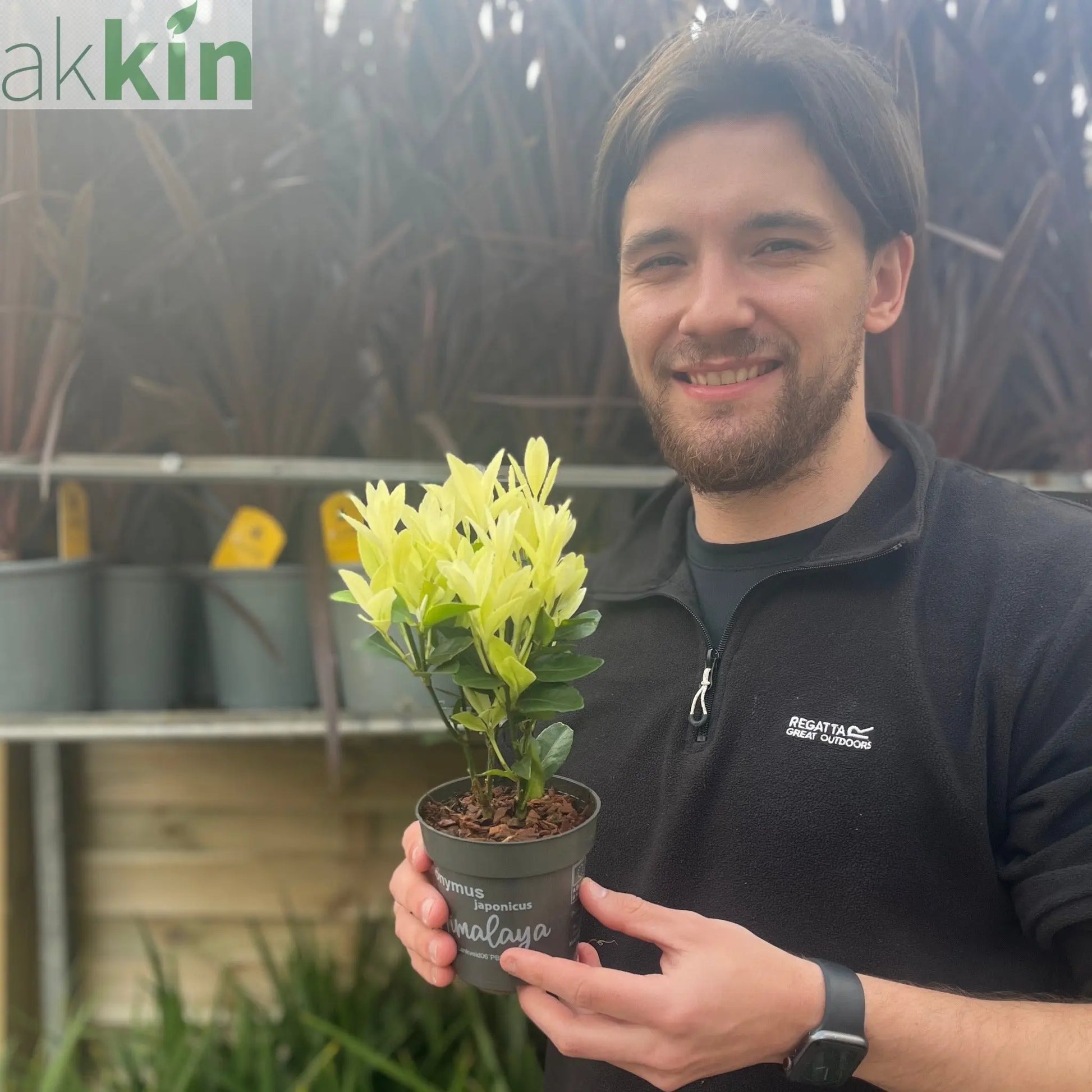 Euonymus japonica 'Himalaya' 9cm/2L/5L One Click Plants