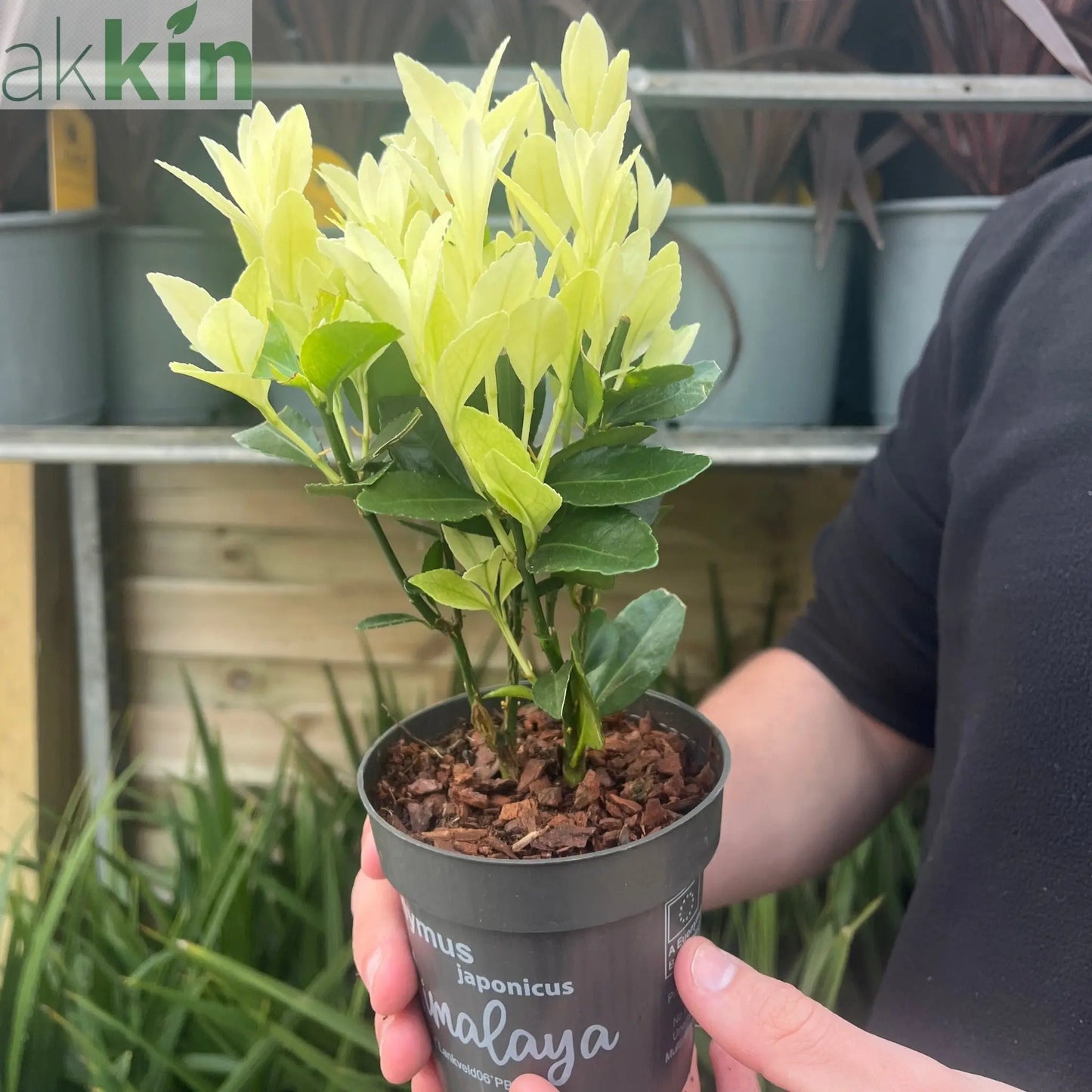 Euonymus japonica 'Himalaya' 9cm/2L/5L One Click Plants