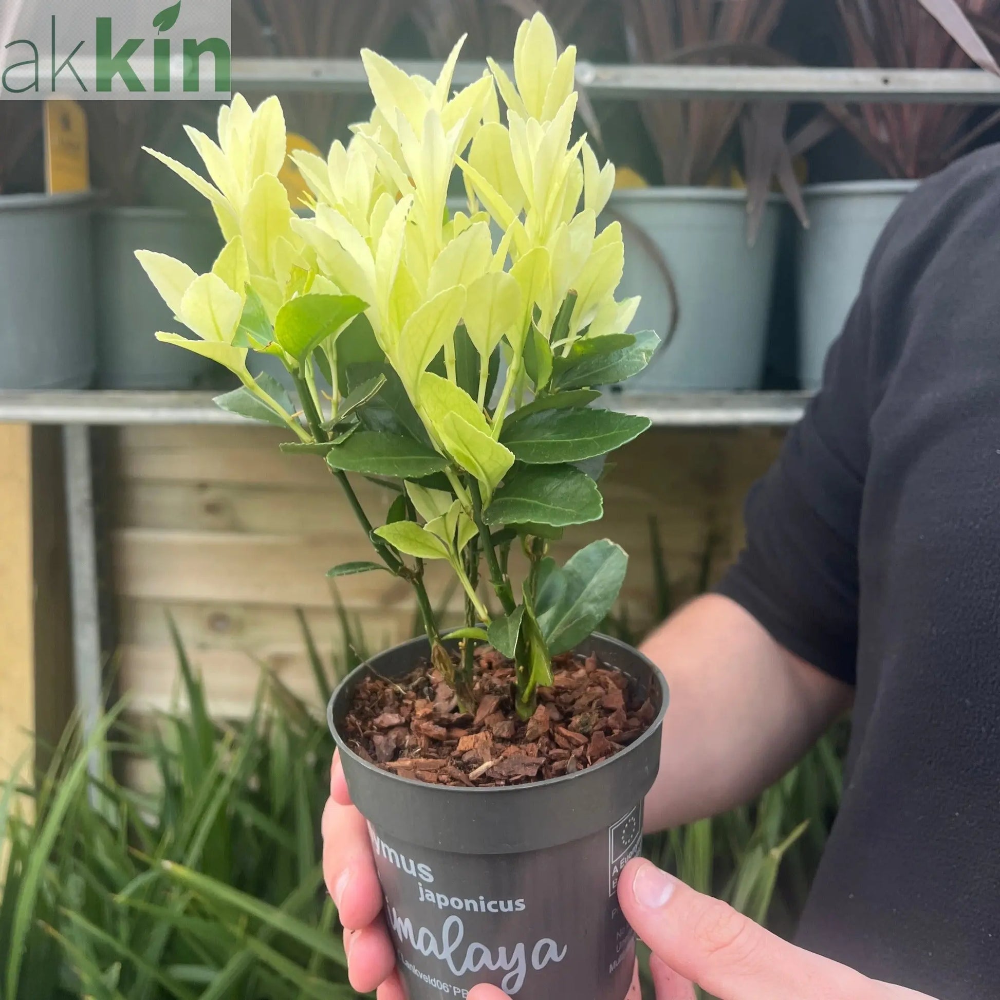 Euonymus japonica 'Himalaya' 9cm/2L/5L One Click Plants