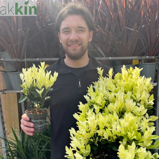 Euonymus japonica 'Himalaya' 9cm/2L/5L One Click Plants