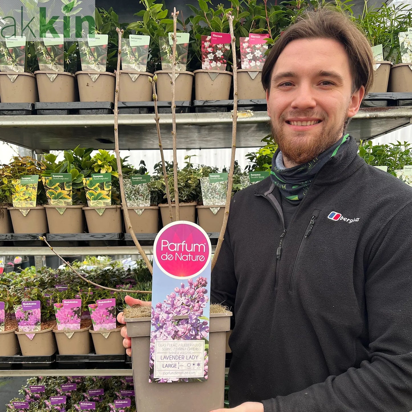 Syringa vulgaris 'Lavender Lady' (Lilac) One Click Plants