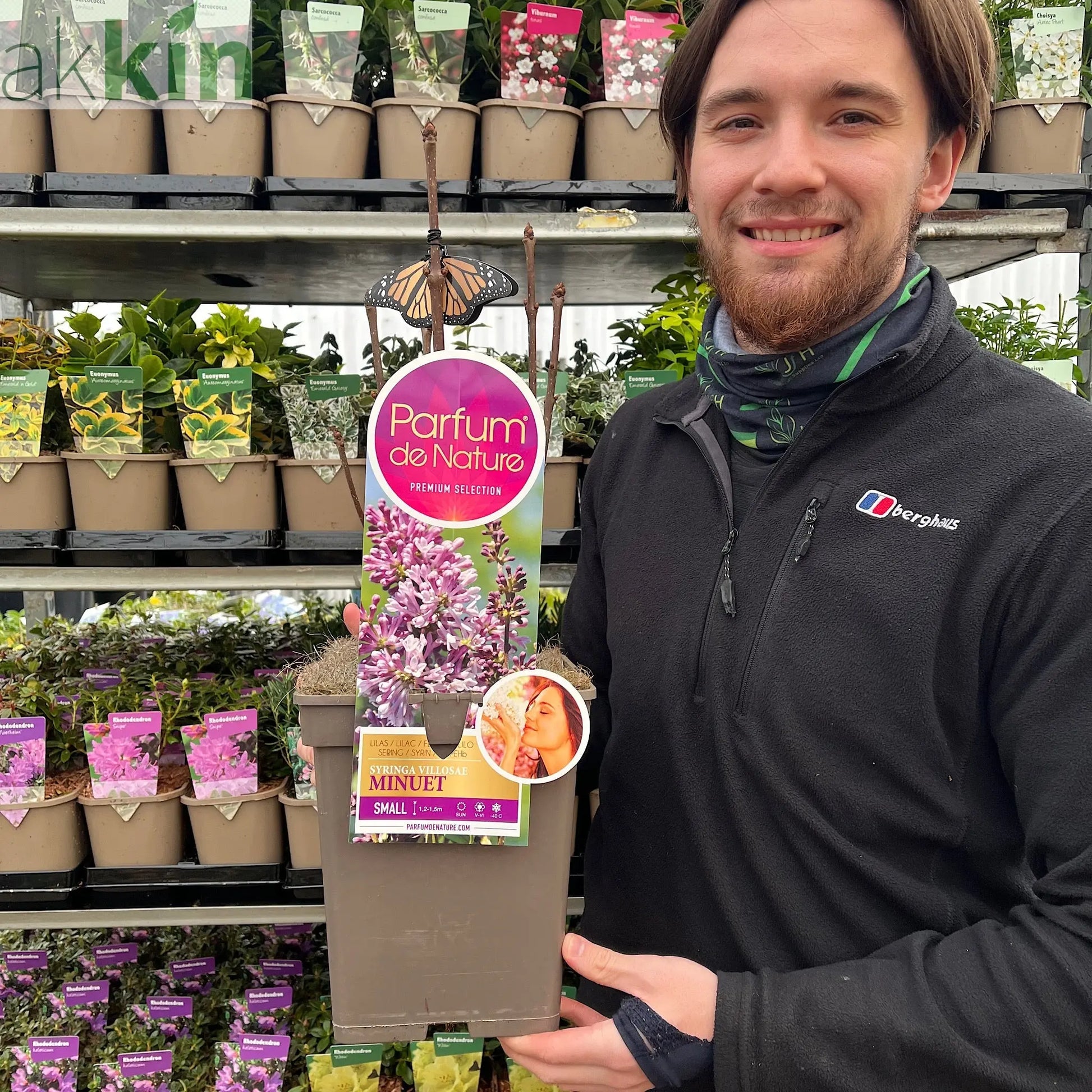 Syringa 'Minuet' (Lilac) 5L One Click Plants